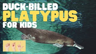 ASL DuckBilled Platypus for Kids [upl. by Nodnyl179]