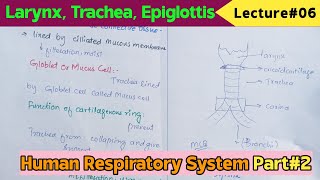 Epiglottis Larynx Trachea Anatomy And Physiology  Structure Vocal Cord Functions [upl. by Nodab502]