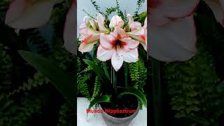 Hippeastrum Floración [upl. by Nylevol]