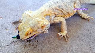 Bearded Dragon Diet What Can Bearded Dragons Eat [upl. by Lienaj356]