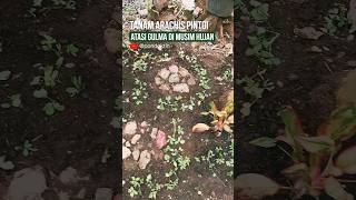 KHASIAT KACANG HIAS MAMPU MENEKAN GULMA MENYUBURKAN TANAH sekaligus menjadi groundcover [upl. by Vish]