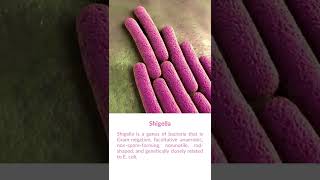 What is Shigella Bacteria [upl. by Enad]