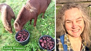 Kartoffelfäule und Rotkohl Fiasko  Tägliches Leben 1 Selbstversorger Künstlerin Autorin [upl. by Ellehcrad723]