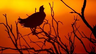 Турач Francolinus francolinus  Black francolin  Film Studio Aves [upl. by Nacul812]