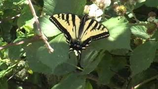 Swallowtails in the Willamette Valley [upl. by Ydnew63]