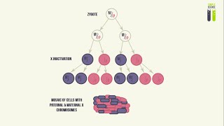 Dosage Compensation and XInactivation Dosage Compensation of X [upl. by Ocnarf]