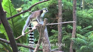 Lemur Catta RingTailed Lemur Habits and Habitat [upl. by Akinas]