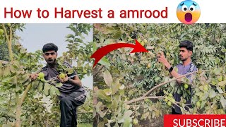 How to harvest a amrood 😇😇 How to harvest a Guava [upl. by Africa]