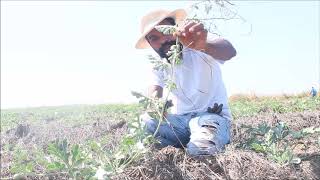 Pruning Watermelon Plants [upl. by Parke]