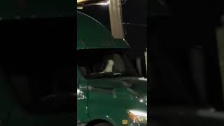 How Dog Beeping Horn In Truck [upl. by Eadahs]