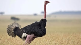 Ostrich escapes farm in south China [upl. by Farrel]