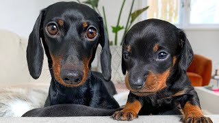 Dachshund puppies compilation [upl. by Ordway]