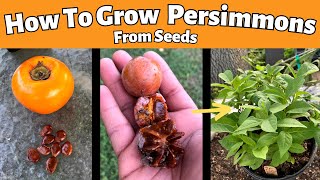 How to Grow Persimmons From Seeds Fuyu and American Persimmons [upl. by Htabmas745]