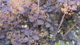 Royal Purple Smoke Tree cotinus coggygria [upl. by Niarfe]