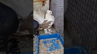 New pigeon Fentalpigeon fentybeauty kabutaar viralvideo trendingshorts [upl. by Ecadnarb]