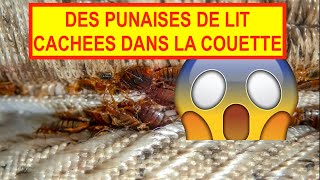 Punaises de Lit dans une Couette  Découverte Choc  Grosse Infestation [upl. by Leihcey]