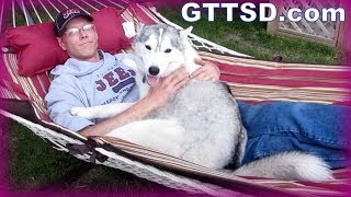 HUSKY HUGS in a HAMMOCK [upl. by Walburga]