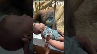 Adorable Baby Orangutans Heartwarming Feeding Time monkey orangutan zoo [upl. by Rengia]