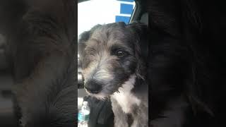 Video of adoptable pet named Mini Schnauzer Hypoallergenic Kindle [upl. by Caressa642]