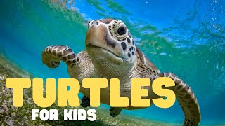 Turtles for Kids  Learn all about these waterloving reptiles [upl. by Llenyr]