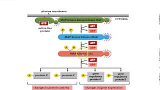 Receptor Tyrosine Kinase [upl. by Adnerb]