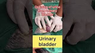 Draining of urine l Retention of urine l dr Umar khan [upl. by Okuy]