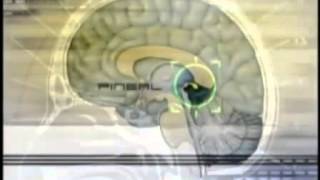 Pineal Gland Dr Rick Strassman on DMT [upl. by Talie]