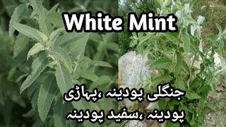 How To Grow White Mint At Home Easy To way Pahari PudinaHow To Grow Wild Mint in PotSpearmint [upl. by Adnawat895]