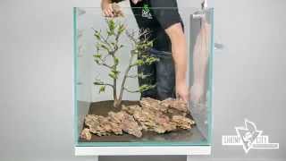 Aquarium einrichten voll einfach Bonsai Scape Aquascaping 🌿 [upl. by Cayla]