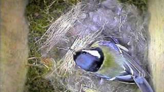 Garden Bird Parus Major Nest Building [upl. by Iong]