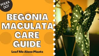 Polka Dot Begonia Begonia Maculata Plant Care Guide For Beginners [upl. by Yllek]