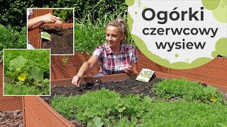 Ogórki wysiew ogórków w czerwcu O czym należy pamiętać [upl. by Atronna]