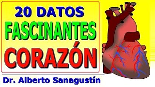 20 datos FASCINANTES del CORAZÓN humano [upl. by Aniret]