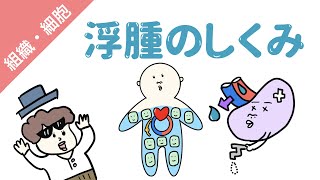 浮腫のメカニズム（４つの原因） [upl. by Nojel]