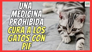 🆘 MEDICAMENTO ILEGAL CURA A MILLONES DE GATOS CON PIF 🆘 Peritonitis Infecciosa Felina [upl. by Kohn561]