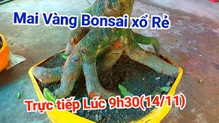 Mai Vàng Xổ Rẻ E Cường 09778938241411 [upl. by Niwde910]