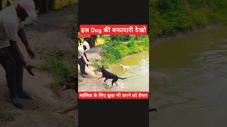 इस Dog की वफादारी देखो। dog doglover funny animals comedy omprakashausar dogbarkingsound [upl. by Wivestad]