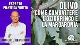 Come combattere loziorrinco e la margaronia dellolivo [upl. by Encratia]