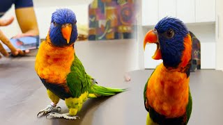 Beautiful Talking Parrot Lorikeet Parrot Sound  Lorikeet Talking Parrot Loriini [upl. by Fadiman]