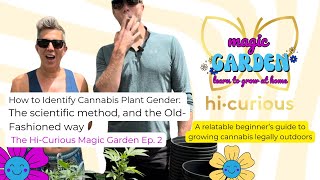 Identifying Cannabis Plant Gender Surprising Results  HiCurious Magic Garden Ep 2 [upl. by Schuler]