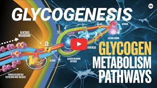 Glycogenesis The Process of Glycogen Synthesis Explained in Telugu Tejaswilectures [upl. by Hammel]