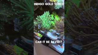 Dying Torch Coral in mixed Reef Can it be saved [upl. by Kowalski]