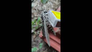 Agrius convolvuli the convolvulus hawkmoth [upl. by Mcilroy920]