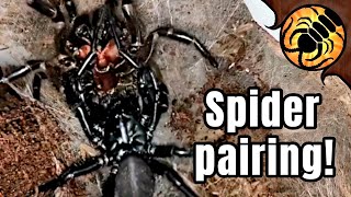 Breeding FUNNELWEB SPIDERS with Minecraft sound effects [upl. by Ettegroeg]