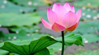 Buddhist Chant  Praise of the Lotus Pond HD [upl. by Ynafetse]