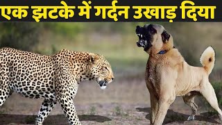 सड़क पर कुत्तों पर तेंदुए का हमला कैमरे में कैद  10 Moments When Leopard Attack on Innocent Dogs [upl. by Gladdy]