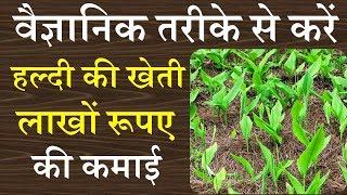 हल्दी की वैज्ञानिक खेती एक एकड़ जमीन से 8 महीने में करोडो कमाई  turmeric farming  haldi kheti [upl. by Daryle34]