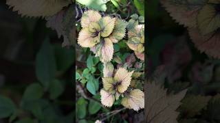 Coleus Plant shorts [upl. by Osbourne980]