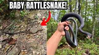 I Hiked a Baby Rattlesnake Herping 2024 [upl. by Enimrej]