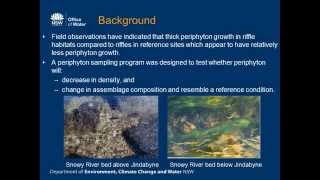 Response of periphyton to environmental flows in the Snowy River below Jindabyne Dam [upl. by Aleciram303]